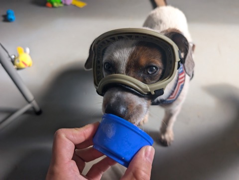Goggles on, pup cup in reach. Flight training comes with snacks.