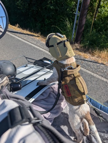 First ride, paws on the rail, eleven weeks of pure copilot instinct.