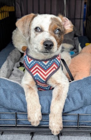 Crate life, chevron harness, one skeptical eye.