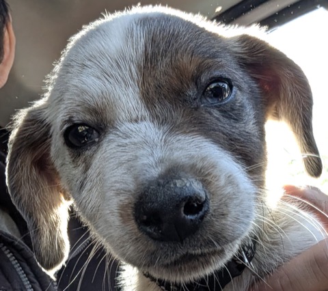 Gotcha day — the ride home. April 30, 2025, eight weeks old.