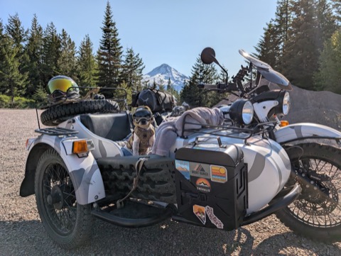 The Ural, the copilot, and Mt Hood. Three-month-old dog, eleven-thousand-foot backdrop.