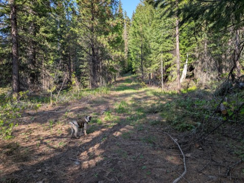 Mid-trail status check in the national forest. Yes, we're still going.