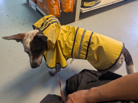 Trying on the classic yellow slicker. The tag stays on until the fit committee approves.
