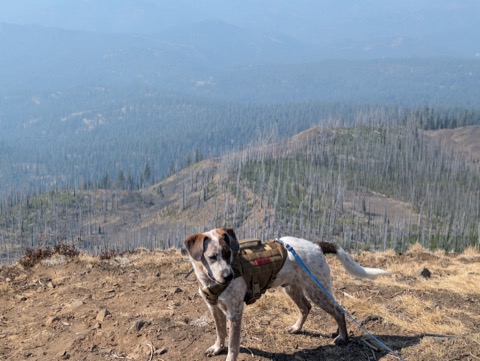 Summit break above a sea of silver snags. Small dog, very big backyard.