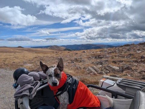 Ears at full mast on the alpine tundra. Nearly 11,000 feet and unimpressed.