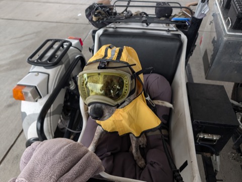 Texas spring rain, yellow slicker, amber goggles. A little wet in Austin, entirely unbothered.