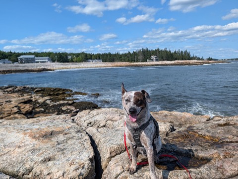 Pink granite, salt spray, one very smug dog. Acadia delivers.