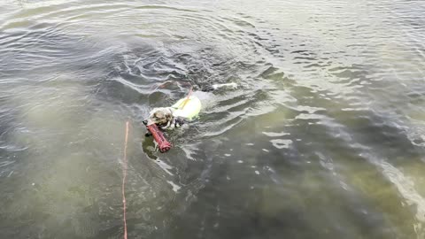 Bumper retrieved, tail up, victory lap back to the dock.